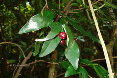 Miliusa flaviviridis